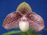 Paph. Chou-Yi Gratrix