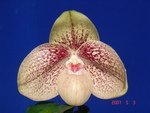 Paph. Chou-Yi Gratrix 'Bear-1'       