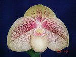 Paph. Chou-Yi Gratrix 'Bear-3'