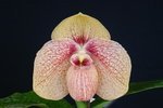 Paph. Chou-Yi Gratrix 'Bear-4'