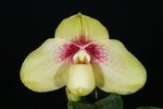 Paph. Chou-Yi Gratrix-5