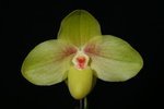 Paph. Chou-Yi Wench 'Bear-1'