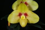 Paph. Chou-Yi Wench 'Bear-2' 