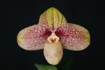 Paph. Chou-Yi Wench 'Bear-3'