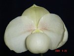 Paph. Chou-Yi Yuki  