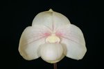Paph. Chou-Yi Yuki 'Bear-1'
