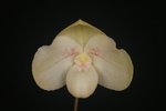 Paph. Chou-Yi Yuki 'Bear-3'