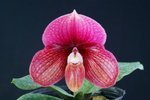 Paph. Dora Crawshaw 'Bear-1'