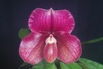 Paph. Dora Crawshaw 'Bear-3'