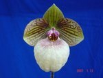 Paph. fanaticum 'Bear-1'