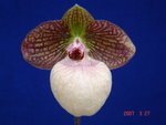 Paph. Fanaticum 'Bear-2'