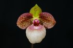 Paph. Fanaticum 'Bear-3'