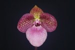 Paph. Fanaticum 'Bear-4'
