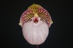 Paph. Fanaticum 'Bear-6' 