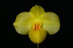 Paph. Franz Glanz 'Bear-1 ' 