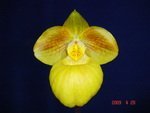 Paph. Fumis Delight 'Bear-1'  