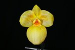 Paph. Fumis Delight 'Bear-2'