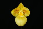 Paph. Fumis Delight 'Bear-3'