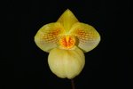 Paph. Fumis Delight 'Bear-4'