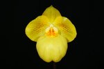 Paph. Fumis Delight 'Bear-5'