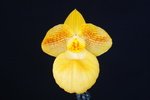 Paph. Fumis Delight 'Bear-6'