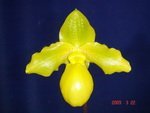 Paph. Golddollar 'Bear-1'  