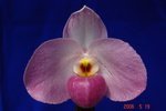 Paph. Ho Chi Minh 'Bear-1' 