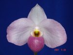 Paph. Ho Chi Minh 'Bear-2'