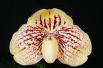 Paph. Hung Sheng Benkei 'Bear-1'