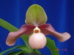 Paph. Hung Sheng Eye 'Bear-1'   