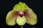 Paph. Hung Sheng First 'Hung Sheng' 
