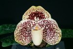 Paph. Hung Sheng Greyhawk 'Bear-1'
