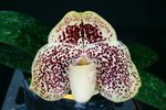 Paph. Hung Sheng Greyhawk 'Bear-2' 