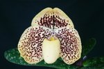 Paph. Hung Sheng Greyhawk 'Bear-5'