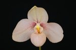 Paph. Hung Sheng Hasegawa 'Bear-1'