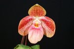 Paph. Hung Sheng Horse 