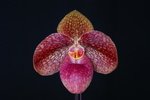 Paph. Hung Sheng Horse 'Bear-2' BM/TPS