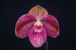 Paph. Hung Sheng Horse 'Bear-3'