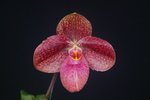 Paph. Hung Sheng Horse 'Bear-4'