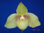 Paph. Hung Sheng Jackii 
