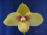 Paph. Hung Sheng Jackii 'Bear-1'