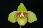 Paph. Hung Sheng Jackii 'Bear-2'