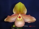 Paph. Hung Sheng Knight 'Bear' BM/TPS