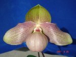 Paph. Hung Sheng Knight 'Bear-1' 