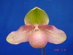 Paph. Hung Sheng Knight 'Bear-2'