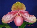 Paph. Hung Sheng Knight 'Bear-5'