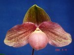Paph. Hung Sheng Knight