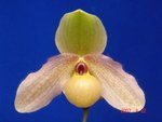 Paph. Hung Sheng Pink 'Bear-1'  