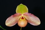 Paph. Hung Sheng Pink 'Bear-2'