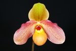 Paph. Hung Sheng Pink 'Bear-3'